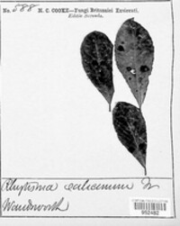 Rhytisma salicinum image